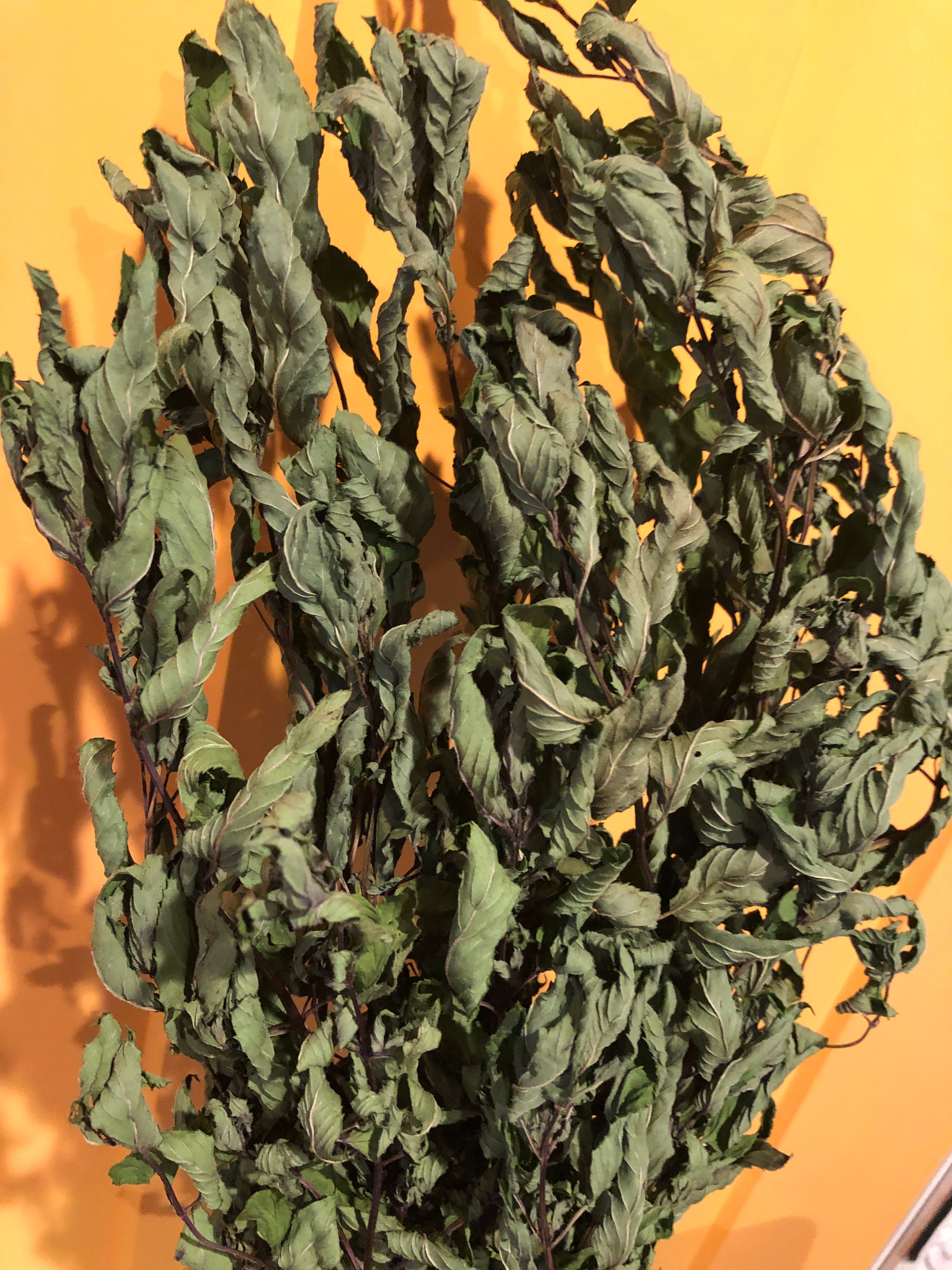 Fresh DRIED Whole Herb~ Chocolate Peppermint~ Tied Bundle 22" Long~Medicinal/Tea